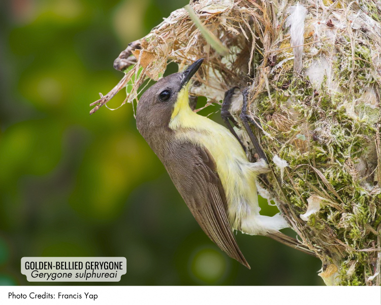 Golden-bellied Gerygone (Gerygone sulphureai